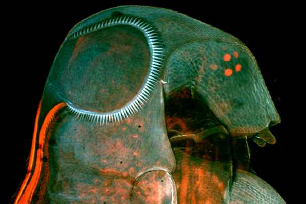 Hlava perloočky Daphnia atkinsoni s výraznou trnovou korunou.
