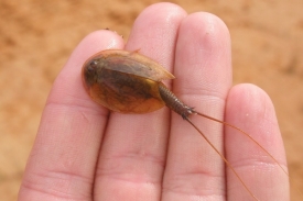 Dospělý listonoh rodu Triops ulovený v dočasné tůni ve Španělsku.