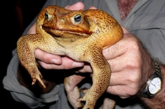 Odchycená ropucha obrovská