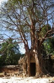 Chrám-džungle Ta Prohm.