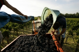 Klimatické změny uspíšily vinobraní v Burgundsku.