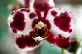 V&yacute;stava orchidej&iacute;.