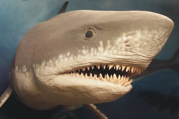 Identitu útočníka paleontologové odhalili po čtyřech milionech let.