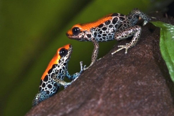 Ranitomeya reticulata je zkoumanému druhu blízce příbuzná.