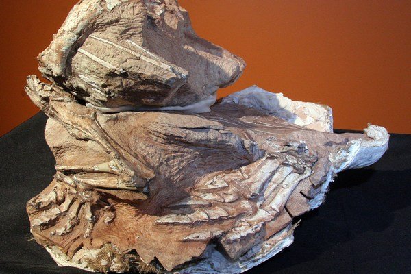 Dinosaura zřejmě pohřbil sesuv písečné duny.