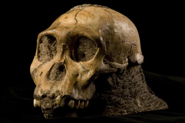 Lebka asi devítiletého chlapce druhu Australopithecus sediba. Lebka asi devítiletého chlapce druhu Australopithecus sediba.