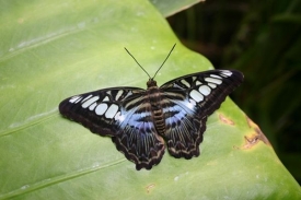 Parthenos sylvia violacea.