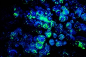 Koněpruské jeskyně - růžice a opál zeleně fluoreskující v UV světle.