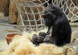 Pražská zoo žije narozením gorilího mláděte.