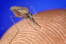 Komár rodu Anopheles, přenašeč malárie. Komár rodu Anopheles, přenašeč malárie.