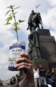V rámci akce Semínka seniorům dostanou nemocní semena rostliny.