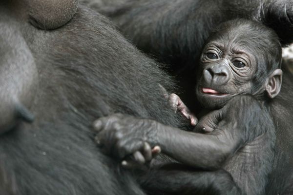 Pohlaví a jméno opičky potvrdí zoo na úterní tiskové konferenci.