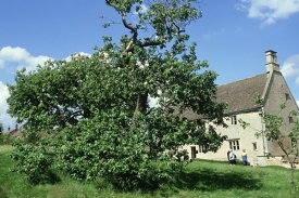 Newtonova jabloň stále roste u jeho rodného domu.
