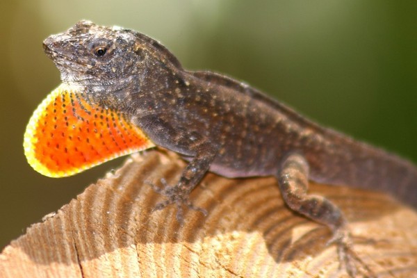 Ještěr anolis - objekt evolučních pokusů na Bahamských ostrovech.