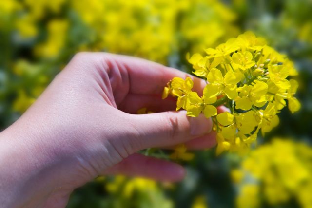 Že jedí jenom kytičky? To je pověra, ohrazují se vegani.