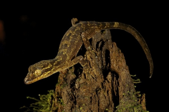 Gekon s přízračně žlutýma očima (rod Crytodactylus).