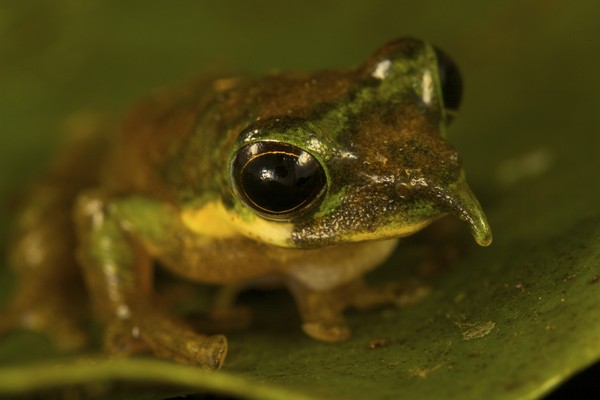 Nově objevený druh nosaté žáby rodu Litoria.