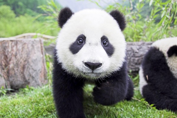 Konec domácího pohodlí. Pandy se budou učit jak přežít v divočině.