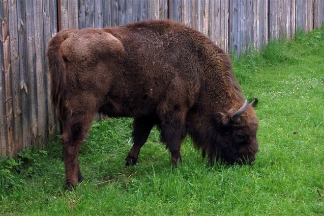 Zubři lákají do Bělověžského pralesa již dlouho.