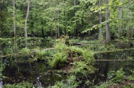 Bělověžský národní park.