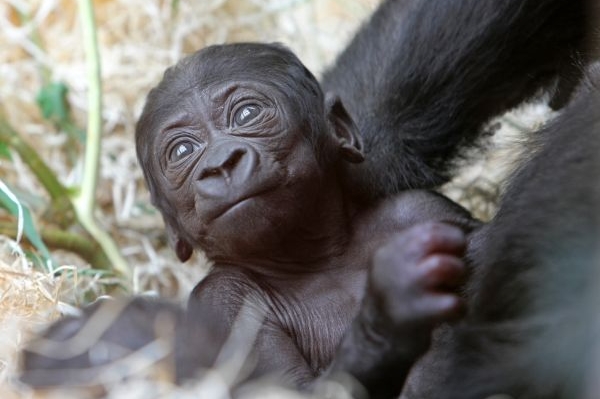 &quot;Je to kluk,&quot; potvrdila zoologická zahrada.