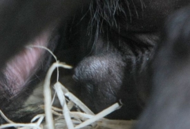 Podle ředitele zoo se pohlaví pouhým pohledem poznat nedá.