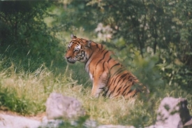 Ostravská zoo kvůli vodě na dva dny zavřela. Nyní zase vítá návštěvy.