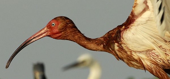Ibis zasažený ropou.