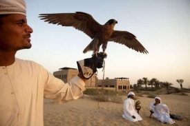 Sokolníci v Dubaji.