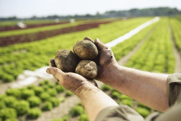 Brambory v českých obchodech podle spotřebitelů v kvalitě pokulhávají.