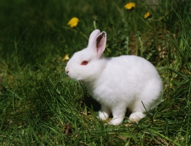 Ilustrační foto.