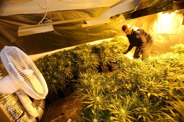 Marihuana dál expanduje.