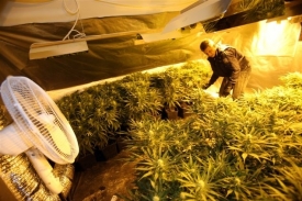 Marihuana dál expanduje.