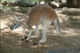 Klokan ze Sydney.