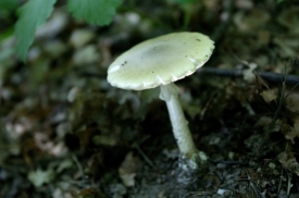 V lesích se teď daří muchomůrkám (na snímku muchomůrka zelená). V lesích se teď daří muchomůrkám (na snímku muchomůrka zelená).