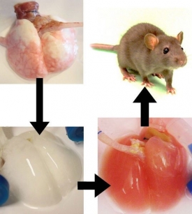 Původní plíce vědci zbavili buněk a nechali na nich narůst novou tkáň.