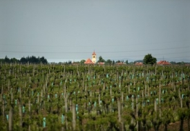 Moravské vinice.