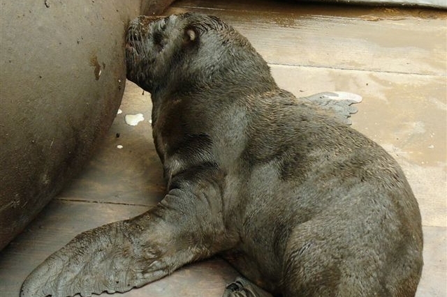 Sameček, nebo samička? Lachtaní miminko z liberecké zoo. Sameček, nebo samička? Lachtaní miminko z liberecké zoo.