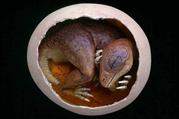 Někteří dinosauři na vejcích neseděli. Využívali termální prameny.