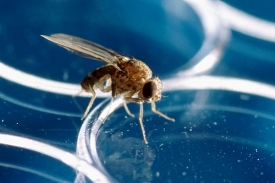 Obyvatelka laboratoře. Octomilka odpočívá na zkumavce.