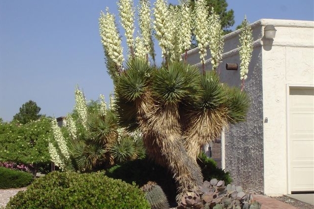 Kvetoucí juka Yucca thompsoniana (ilustrační foto).