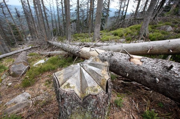 Národní park Šumava byl opět napaden zhoubným kůrovcem.