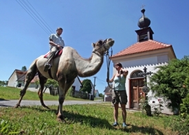 Velbloudy mají i na Bítově (ilustrační foto).