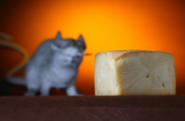 Vědci dali zvířatům do stravy prebiotika. Myši hubly.