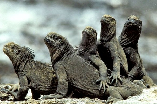 Ekvádorská vláda se prý o ochranu Galapág stará dostatečně.
