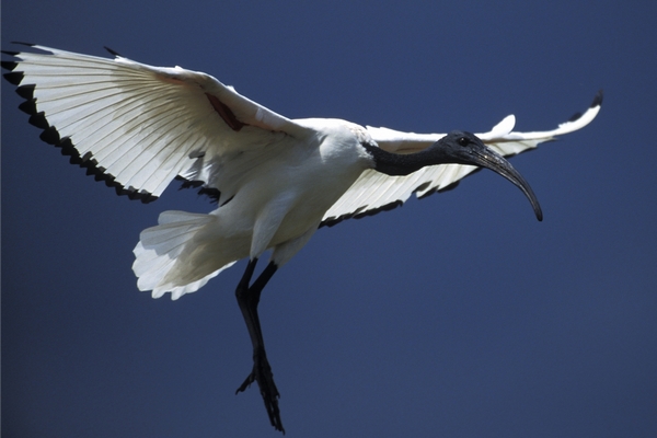 Ibis se na Břeclavsko zřejmě zatoulal omylem (ilustr. foto).