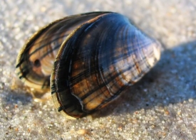 Slávky, které kupují Belgičané, pochází z poloostrova Zeeland.