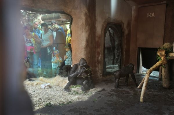 Pražská zoo poprvé předstihla Pražský hrad.