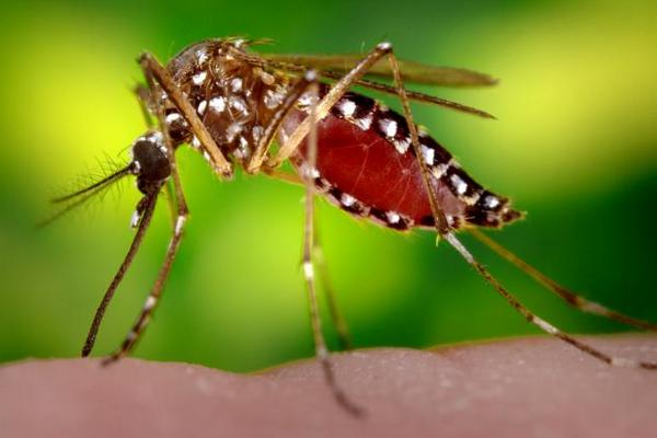 Aedes aegypti přenáší nebezpečné tropické nemoci.