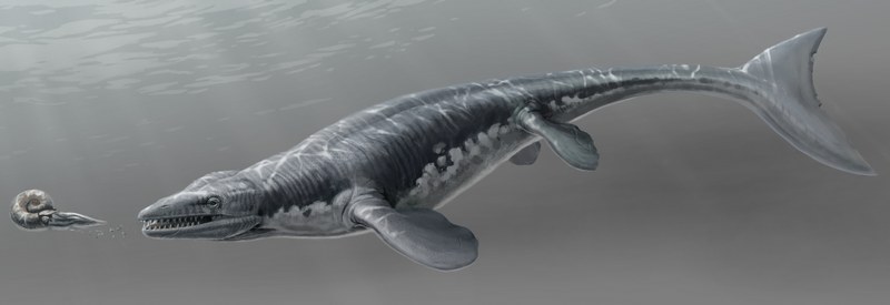 Platecarpus tympaniticus lovil v mořích před 85 miliony lety.